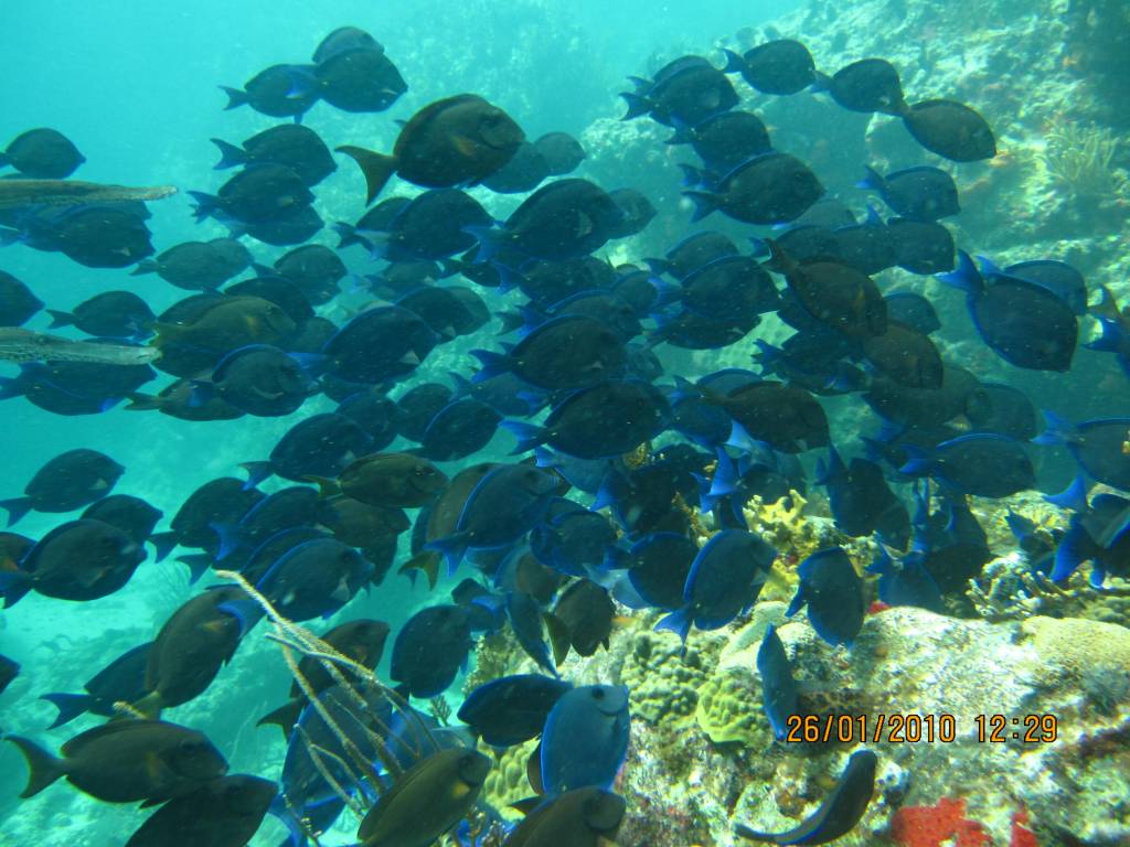 BLUE TANG GANG 
KID's Book