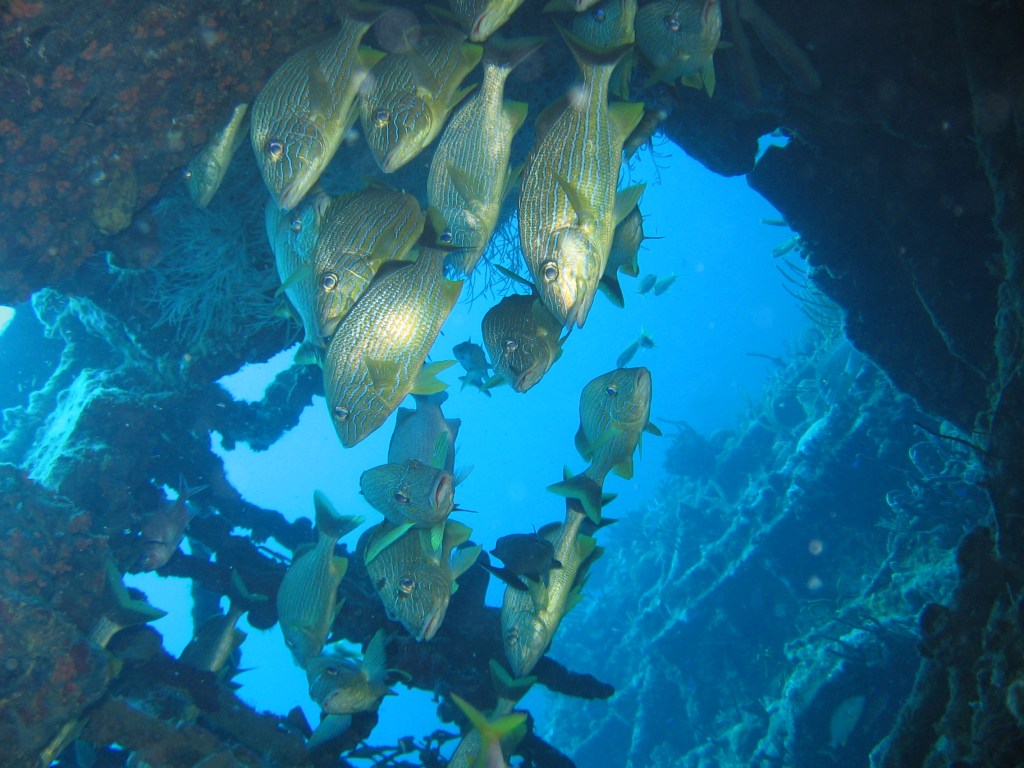 A school of fish swimming underwater near a coral structure.